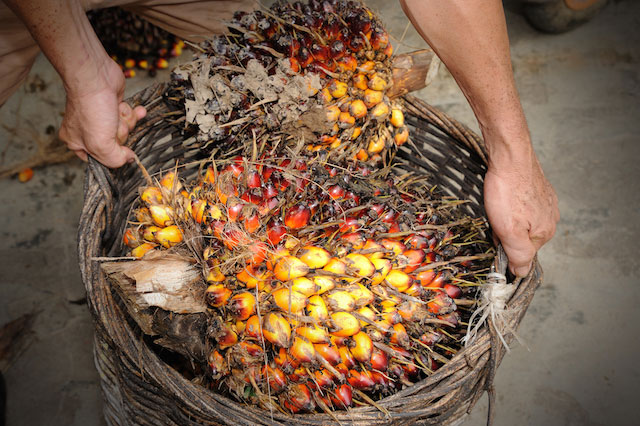Photo du fruit d'un palmier issu de source responsable, et source de l'huile de palme utilisée dans les produits NEUTROGENA®  